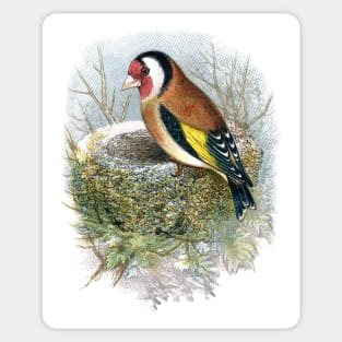 European goldfinch (Carduelis carduelis) Sticker